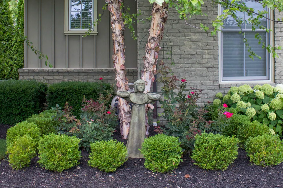House-side planting bed with boxwood, hydrangeas, roses, exfoliating-bark ornamental trees, mulch, and stone wall.